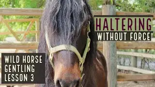 Haltering | Wild Horse Gentling | Lesson 3