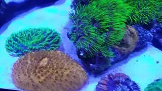 90gl natural system!!
