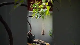lord krishna
