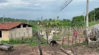 Boi e vacas indo pro curral - Arajara Ceará