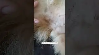 Пекинес заболел 