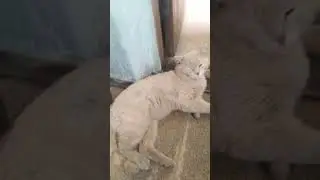 ✔Кто не работает😸 – тот ест🥣✔