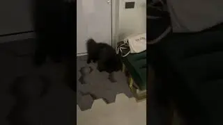 Миша сирота