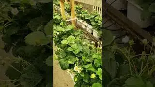Это на Новый Год.. 
