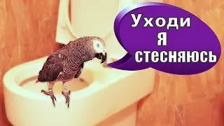 -УХОДИ, Я СТЕСНЯЮСЬ😂ПОПУГАЙ НА УНИТАЗЕ 😱СМЕШНО ДО СЛЁЗ