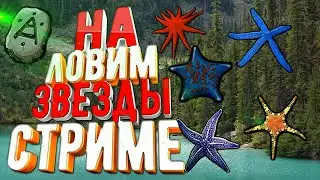 РР3 СТРИМ  Стараемся наловить звезд