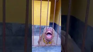 O CACHORRO ME PEGOU 