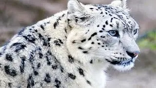 Snow leopard no longer 'endangered'