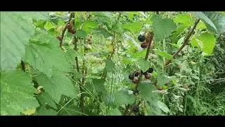 Crna ribizla šta sve liječi/black currant is a medicine