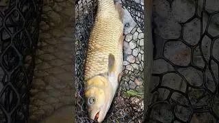 Голавль МОНСТР 🔥 #спиннинг #рыбалка #голавль #fishing #fishingvideo #chub spinning