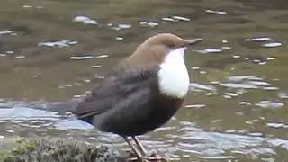 White-Throated Dipper (Cinclus cinclus)