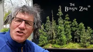 Some Final Work On My Show Trees, The Bonsai Zone, May 2023