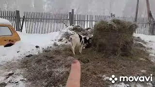 Полный обзор хозяйства