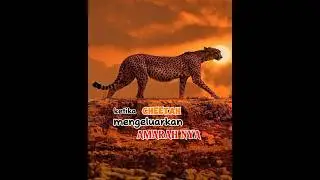 cheetah marah #cheetah #spesies #wildlife
