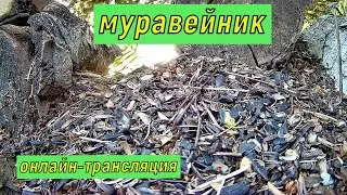 #онлайн_трансляция