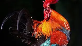 Прикольчики - Хитрый Петух-чёрный Волк-рыба Невидимка и ...смотрите, увидите..