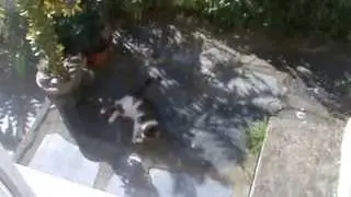 My cat plays with its dead prey