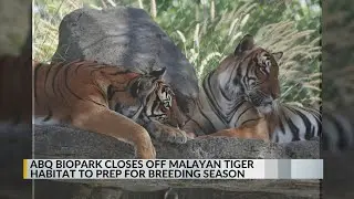 ABQ BioPark closes off Malayan tiger habitat to prep for breeding season