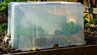 Cover Plants with Plastic Tote and this Happens