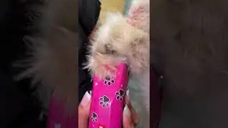 Doggy Daily Episode 353: Auri the Samoyed 🐾 #samoyed #doggrooming