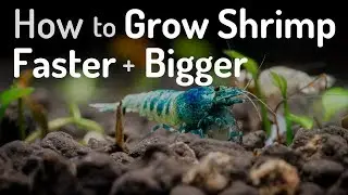 How To Grow Shrimp Faster + Bigger