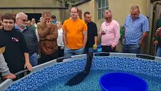 Twisted Koi is live