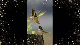 Весна в твоем краю
