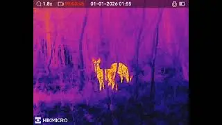Hikmicro Lynx  LH 19 2.0 - roe deer, foxes.