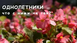 Однолетники: что с ними не так?