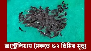 অস্ট্রেলিয়ার সৈকতে আটকা পড়ে অর্ধশত তিমির মৃত্যু। Whale Death Mistry | Meta Tv Bangla