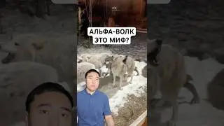 Вся Правда о Волках: Почему 