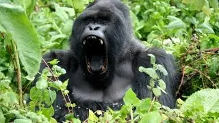 Gorilla attack caught on tape