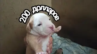 Щенки питбуля / Продаются щенки / Зарра / Zarra / Американский питбультерьер / Питбультерьер