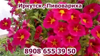 ИРКУТСКАЯ РАССАДА ГОТОВИМСЯ К ТОРГОВЛЕ 89086553950