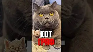 I bought a cat for $600 while drunk - my daughter was delighted!