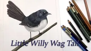 Drawing a simple willy wag tail in colour pencil to restore my battered artists ego