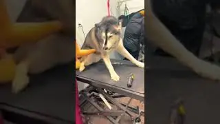 Забавные животные