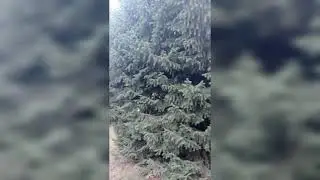 парк в Алматы