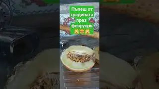 пъпешът се оказа сладък, леко ,тиквеещ', по-твърд, хрупкав. Растението беше пуснато да пълзи верт.⬆️