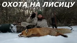 ОХОТА НА ЛИСИЦУ УЖЕ 7 ДОБЫТА РЫЖАЯ СЕЗОН ОХОТЫ ФЕВРАЛЬ 16 2024 Год.
