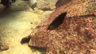 Cancun Dive Wreck C55 Green Moray