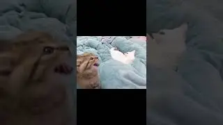 Illegalysmolcats is the Best Subreddit in the World 🐈