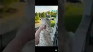 котёнок зовёт маму