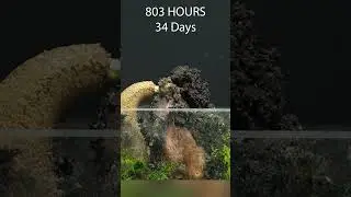 97 Days in 60 Seconds - Durian  #timelapse #timelapsevideo #growingplants #durian