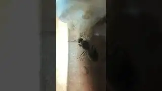 Brut der Lasius niger Ameisen Königin in Reagenzglas zwei schon verpuppt