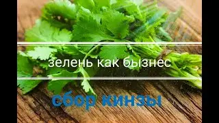 Выращивание кинзы. Зелень как бызнес