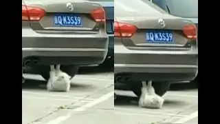 Кот качает пресс