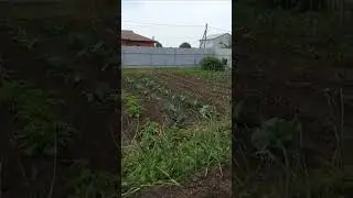 мой огород #дача #дом #огород #дачныйдомик #рассада