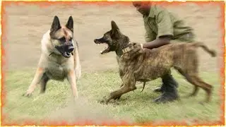 German Shepherd VS Belgian Malinois