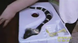 COBRA AS LIVE! REVIEW ON a child's toy.
